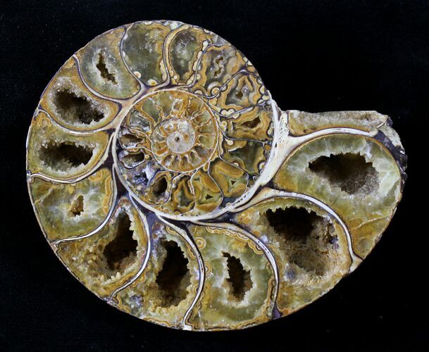 Sliced Phylloceras Ammonite (Half) - #23210